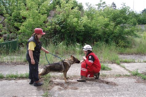 Porovnanie klasického a záchranárskeho výcviku psa