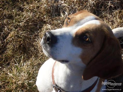 Šteňa bígla pri základnom výcviku povelov