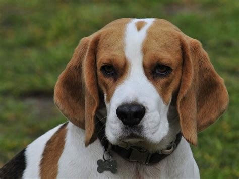 Ilustrácia starostlivosti o uši a srsť bígla