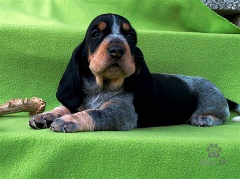 Pes plemena Modrý gaskonský baset v exteriéri