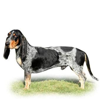 Detail hlavy psa plemena Modrý gaskonský baset s dlhými ušami