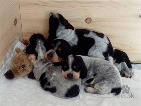 Rodina s dieťaťom a psom plemena Modrý gaskonský baset