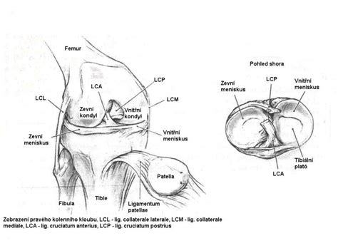 Anatomická schéma kolenného kĺbu psa s vyznačenými krížovými väzmi