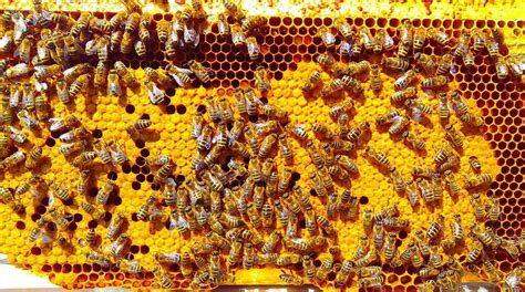 Včelí úľ s prúžkami na kontrolu roztočov