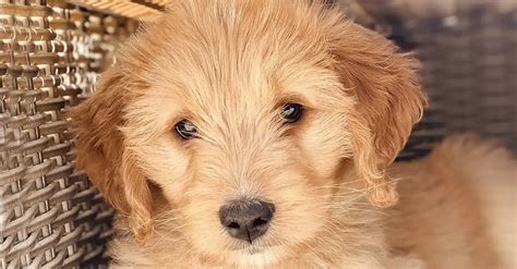 Šteňa goldendoodle