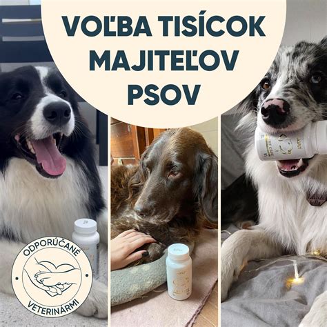 Infografika o starostlivosti o kĺby psov