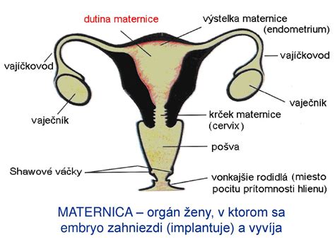 Ilustrácia maternice a vaječníkov