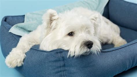 Pes v útulnom pelechu