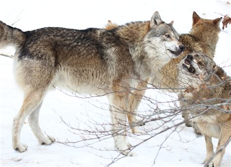 Schéma sociálnej hierarchie vo svorke psov