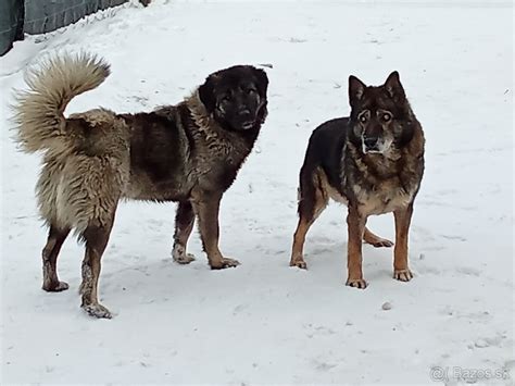 História kaukazského ovčiaka