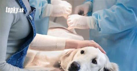 Pes pri veterinárnej prehliadke