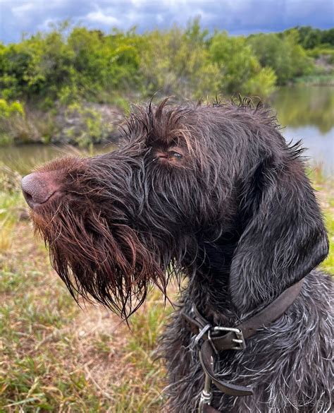 Ilustrácia nemeckého dlhosrstého stavača