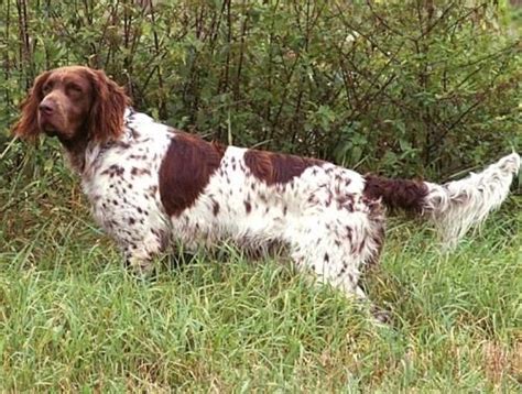 Nemecký dlhosrstý stavač pri práci v lese