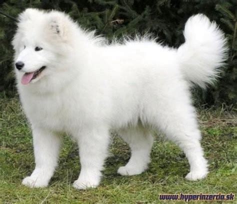Samojed pes