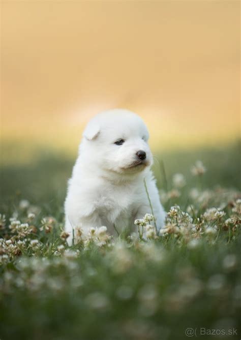 Samojed s rodinou