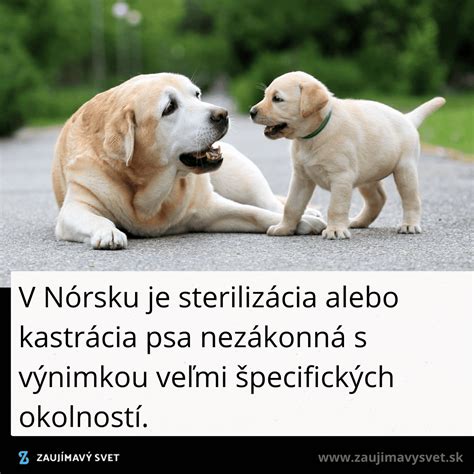Kastrácia psa
