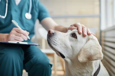Veterinár vykonávajúci eutanáziu psa