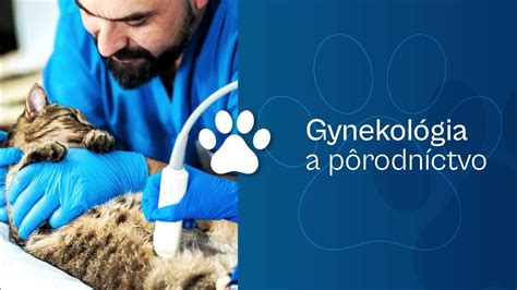 Veterinárny lekár podáva injekciu psovi