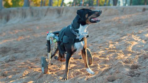 Pes na invalidnom vozíku