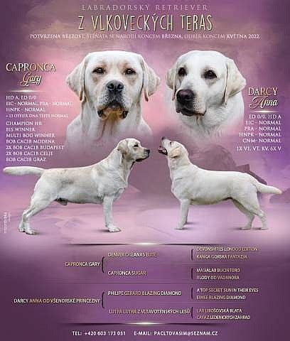 Štruktúra tela a vlastnosti labradorského retrievera