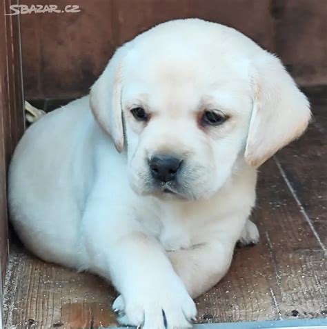 Šteniatko labradorského retrievera pri hre