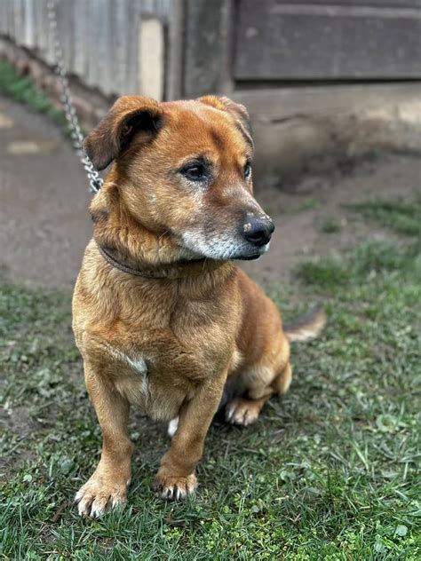 Pes na reťazi vo dvore