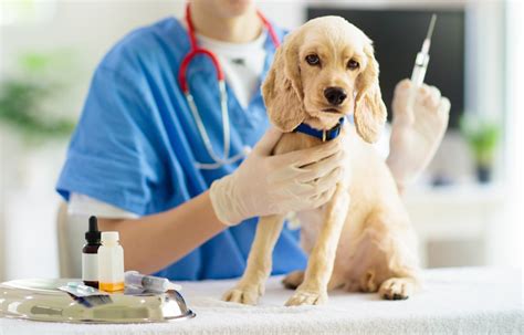 Registrácia a čipovanie psov