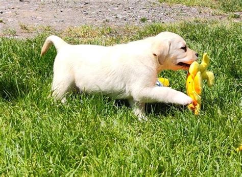 Šteniatko labradorského retrievera hrajúce sa s hračkou