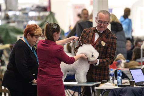 Pes víťaziaci na výstave