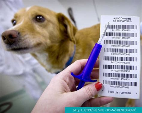 Veterinár vykonávajúci eutanáziu psa