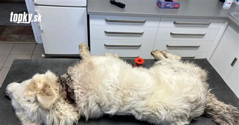 Majiteľ hladkajúci smútiaceho psa