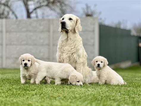 Ilustračná fotka dvoch zlatých retrieverov priateľsky sa hrajúcich.