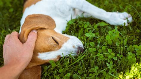 Jedovaté rastliny pre psov