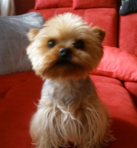 Yorkshirský teriér v interiéri