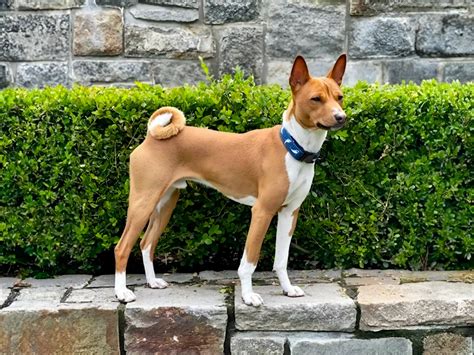 Basenji s charakteristickým zvrásneným čelom