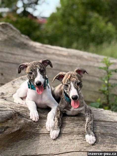 Whippet oddychujúci na pohovke