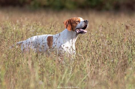 Pointer pri poľovačke