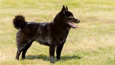 Štandardný vzhľad dánskej dogy