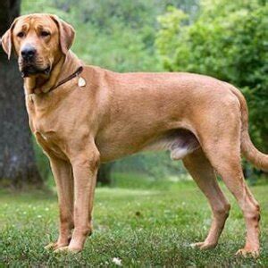 Dánska doga s rodinou