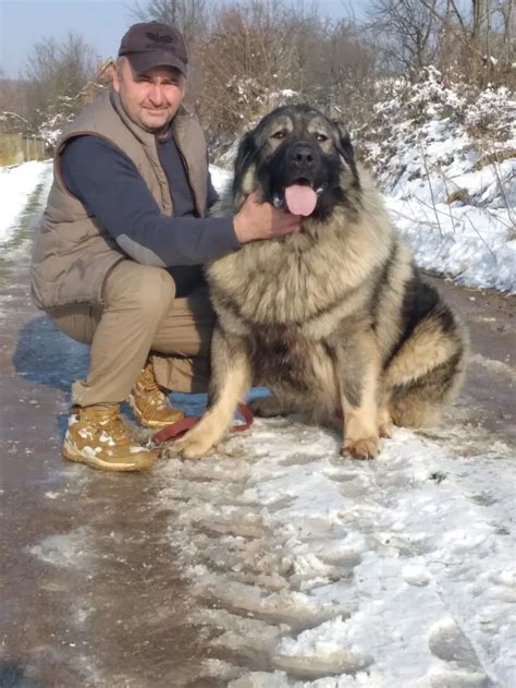 Schéma porovnania výšky kaukazského ovčiaka a šarplaninca