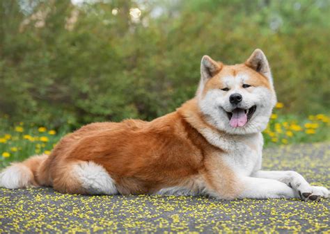 Majiteľ trénuje psa Akita Inu