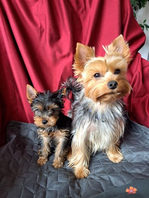 Šteniatko yorkshirského teriéra s rodokmeňom