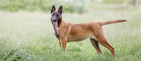 Belgický ovčiak v exteriéri