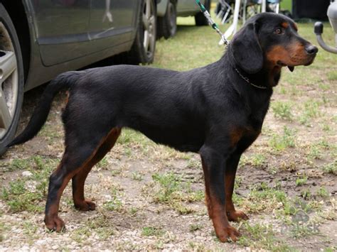 Štandard plemena slovenský kopov