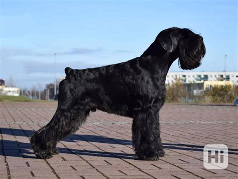 História plemena knírač