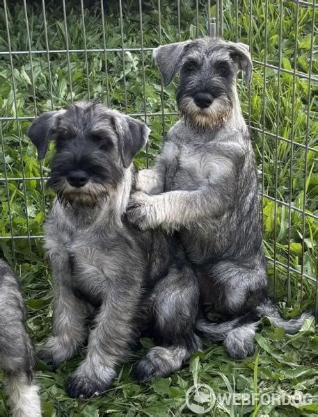 Hravý stredný knírač s deťmi