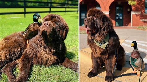 Rodina s novofundlandským psom