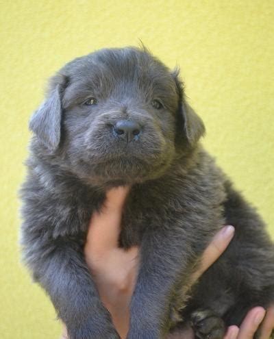 Šteniatka novofundlandského psa