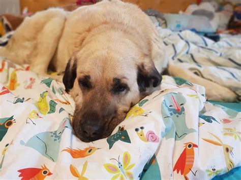 Pes zabalený v deke