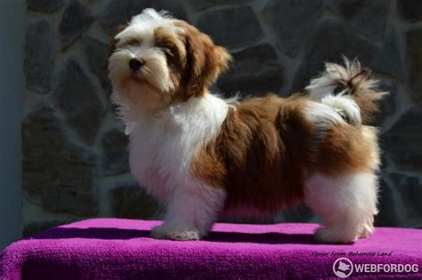 Havanský psík s hravým výrazom